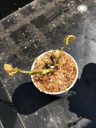 Venus Flytrap GJ UMGEKREMPELT Rare Carnivorous Plant 7