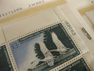 Rare 1966 - 67 Whistling Swans $3 Duck Stamp Set of 5 Ultra Rare 5
