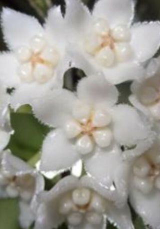 Hoya Thomsonii Iml 1177 Rare (4 Node Cutting) Us - Fragrant - Succulent