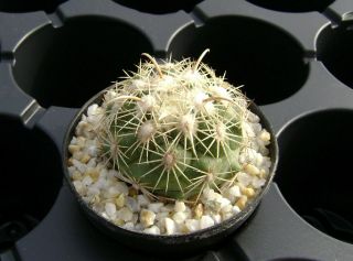 Coryphantha Kracikii Own Roots Rare Cactus 08086