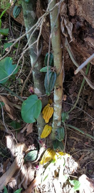 50 Herrania Purpurea Seeds (extremely Rare) Cacao Relative