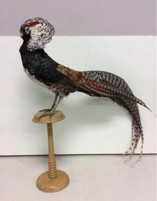 Rare = Lady Amherst’s Pheasant Taxidermy On Stand Bird Cabin Stuffed