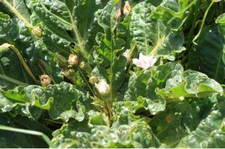 White Mandragora Officinarum Vernalis 2019 Wild Harvested Rare Fresh
