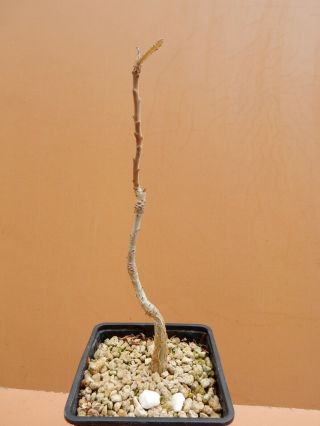 Boswellia Elongata - Succulent - Caudex - Rare - Socotra - Seedling