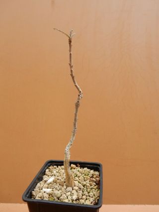 Boswellia elongata - Succulent - Caudex - Rare - Socotra - Seedling 2
