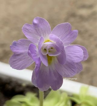 Pinguicula Primuliflora ‘rose’ Double Flowered Form Rare Butterwort