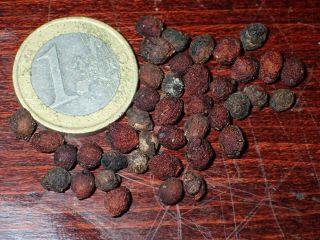 Senryo - Sarcandra Glabra - Rare Edible Herb (ex Phillipines) - 5 Seeds