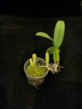 RARE Orchid species bulbophyllum ambrosia blooming size 1 plant 2