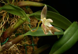 RARE Orchid species bulbophyllum ambrosia blooming size 1 plant 3