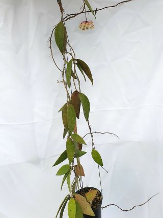 1 Pot,  20 - 30 Inches Rooted Plant Of Hoya Flagellate Big Leaves Extremly Rare
