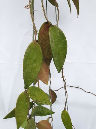 1 pot,  20 - 30 inches rooted plant of Hoya flagellate big leaves Extremly Rare 3