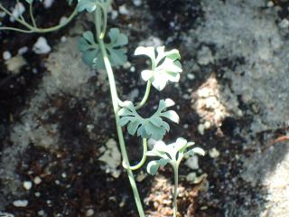 Patagonian Nasturtium - Tropaeolum Patagonicum - Rare Tuber Vegetable - 3 Seeds
