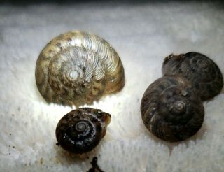 4 Live Pet Land Snails (rare) Flaming Disc Moss