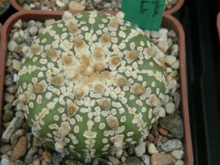Astrophytum Asterias Cabuto 20 Seeds Rare Cactus