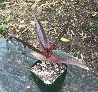 A,  Aloe Goliath Seed Grown 7in Tall Tree Aloe Rare Hybrid Succulent