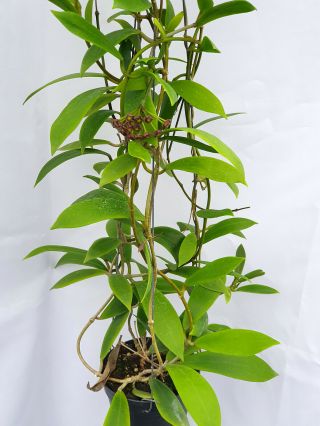 1 Pot,  20 - 22 Inches Rooted Plant Of Hoya Mindorensis Small Leaves Very Rare