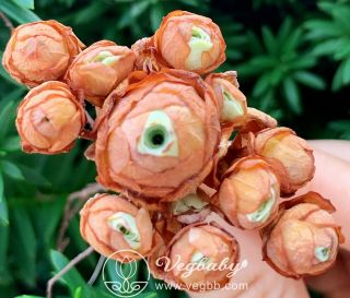 Greenovia Dodrantalis Mountain Rose Cluste Korean Rare Succulent Plant 1.  5 - 2 "