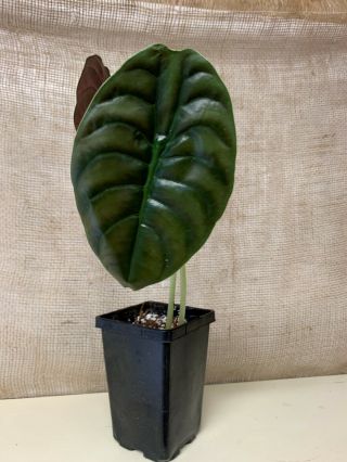 Rare Alocasia Cuprea (aroid Philodendron,  Monstera,  Anthurium)