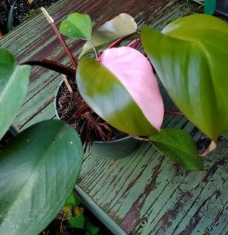 Philodendron Erubescens Pink Princess Rare Variegated Plant
