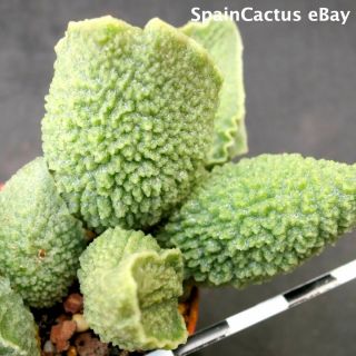 Adromischus Marianiae Cv.  Limax Arion King Size Hybrid Rare Succulent Plant 2/6