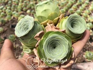 Greenovia Sp Mountain Rose 枫影 Single Head Korean Rare Succulent Plant 1.  5 " - 2 "