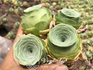 Greenovia SP Mountain Rose 枫影 Single Head Korean Rare Succulent Plant 1.  5 
