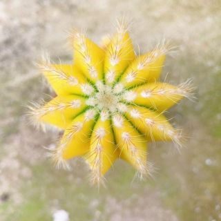 Succulent Cactus Live Plant - Red/purple/yellow/pink Cactus - Rare Plant