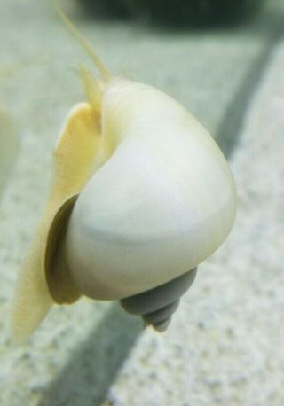 3x Ivory Mystery Snail Baby,  Pea Size Up,  Rare Color,  Best Cleaning Crew 2