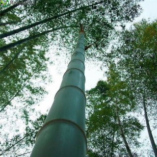 2000,  Moso Bamboo,  Phyllostachys Pubescens Seeds Giant Rare Fresh Seeds 2018