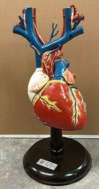 Rare Clay Adams Heart Paper Mache Anatomical Model