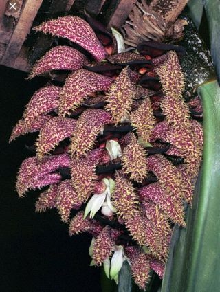 Bulbophyllum Phalaenopsis.  Rare Orchid Species.  Seedling Size.  Bare Root