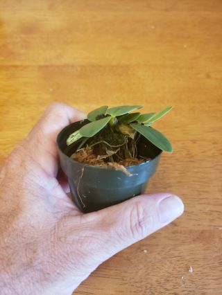 Bulbophyllum phalaenopsis.  Rare Orchid Species.  Seedling Size.  Bare Root 2