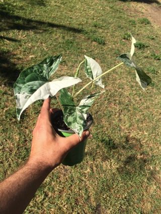 RARE WHITE VARIEGATED SYNGONIUM Albo Variegata Arrowhead Monstera Philodendron 2