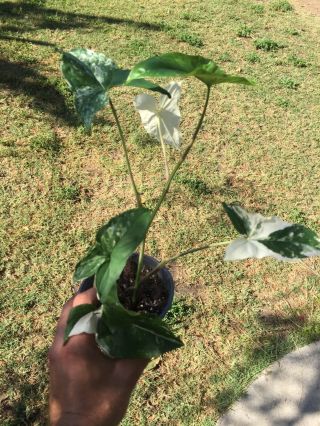 RARE WHITE VARIEGATED SYNGONIUM Albo Variegata Arrowhead Monstera Philodendron 4