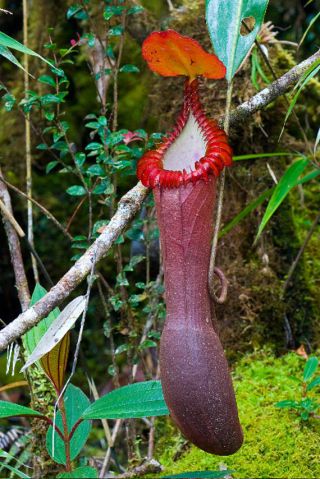 Nepenthes Edwardsiana Splendid Pitcher Plant Extremely Rare Limited 3 Seeds