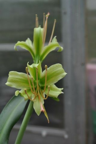 Hippeastrum Calyptratum Bulb - Extremely Rare Amaryllis Blooming Size Large