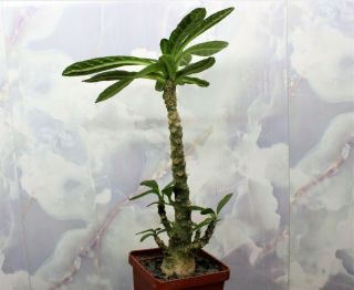 Dorstenia Gigas 3.  Rare Plant