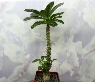 Dorstenia Gigas 4.  Rare Plant