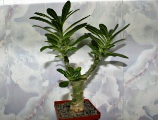 Dorstenia Gigas 1.  Rare Plant