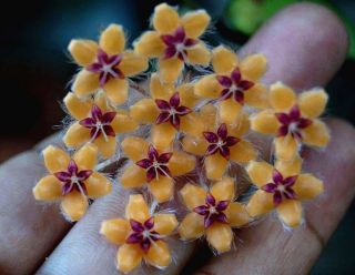 10 - 12 Inches Rooted Plant Of Hoya Flagellate Yellow Very Rare