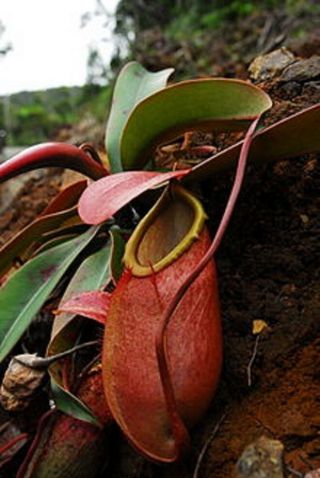 Nepenthes Merrilliana Extremely Rare Lowland Huge Pitcher Very Rare 5 Seeds
