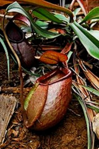 Nepenthes Merrilliana Extremely Rare Lowland Huge Pitcher Very Rare 5 Seeds 2