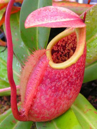 Nepenthes Merrilliana Extremely Rare Lowland Huge Pitcher Very Rare 5 Seeds 3