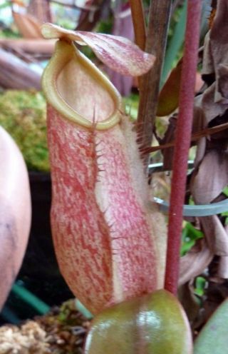 Nepenthes Merrilliana Extremely Rare Lowland Huge Pitcher Very Rare 5 Seeds 4