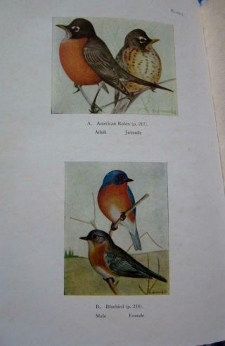 Birds Of Eastern Canada 1919 Antique,  Rare 1st Illustrated Survey,  Color Plates