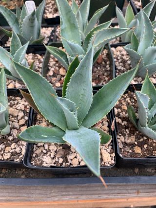 Agave Potatorum.  Very Rare Succulent.  Grown From Seed Collected Near Puebla,  Mx