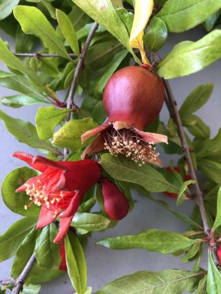 Rare Pomegranate Tree Live Plant 3 Cuttings Scion Not Seeds Bonsai Organic