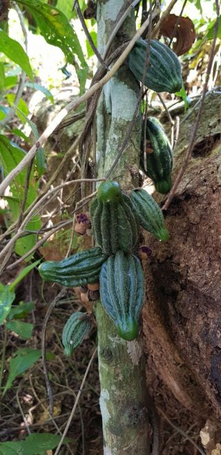 10 Herrania Purpurea Seeds (Extremely Rare) Cacao Relative 2