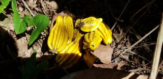10 Herrania Purpurea Seeds (Extremely Rare) Cacao Relative 3