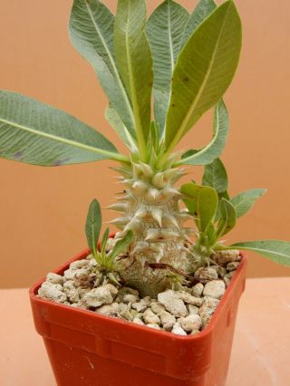 Pachypodium Densiflorum - Succulent - Caudex - Rare - Madagascar - Seedling